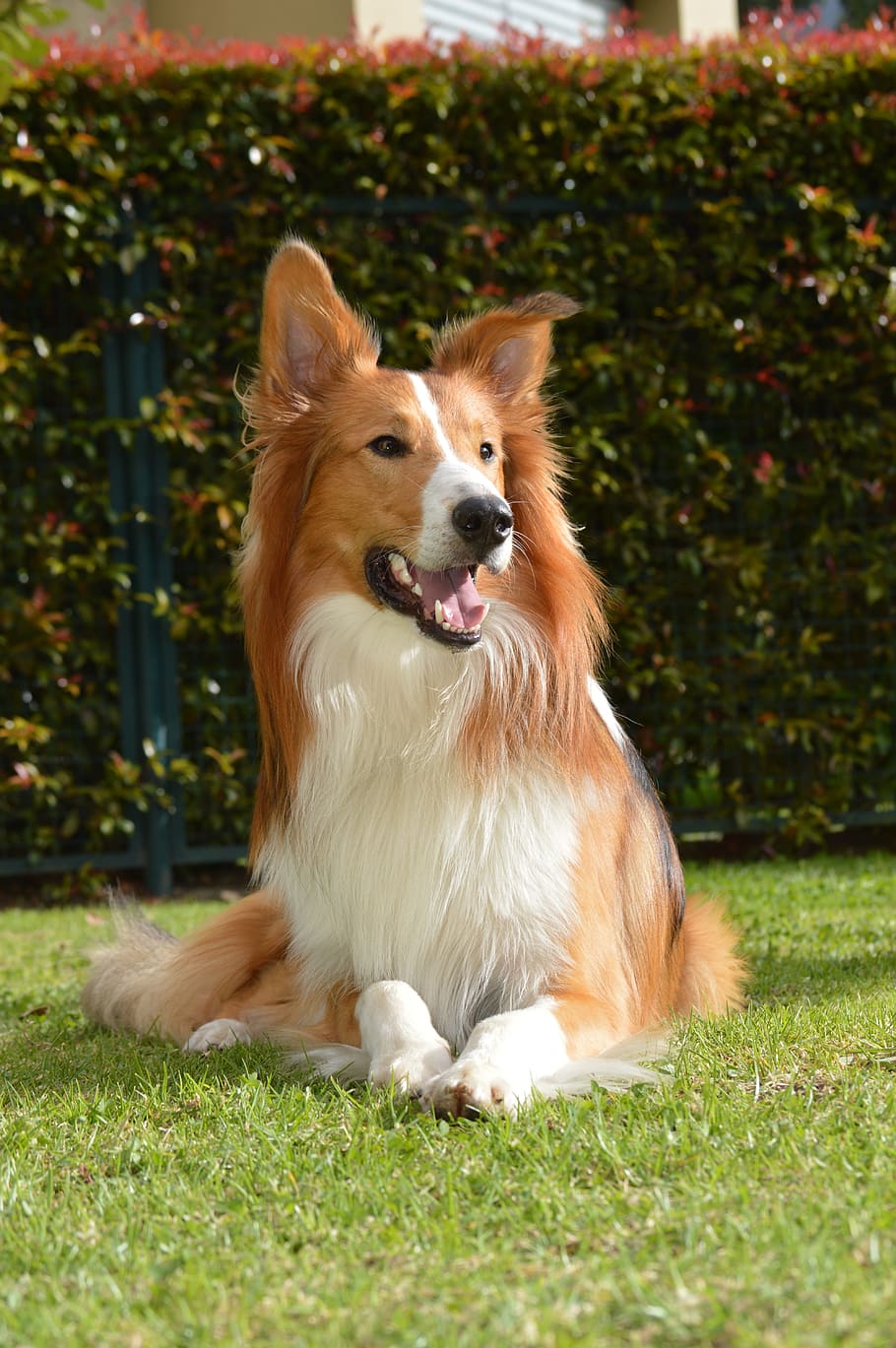 collie, dog, pet, one animal, mammal, animal themes, canine HD wallpaper