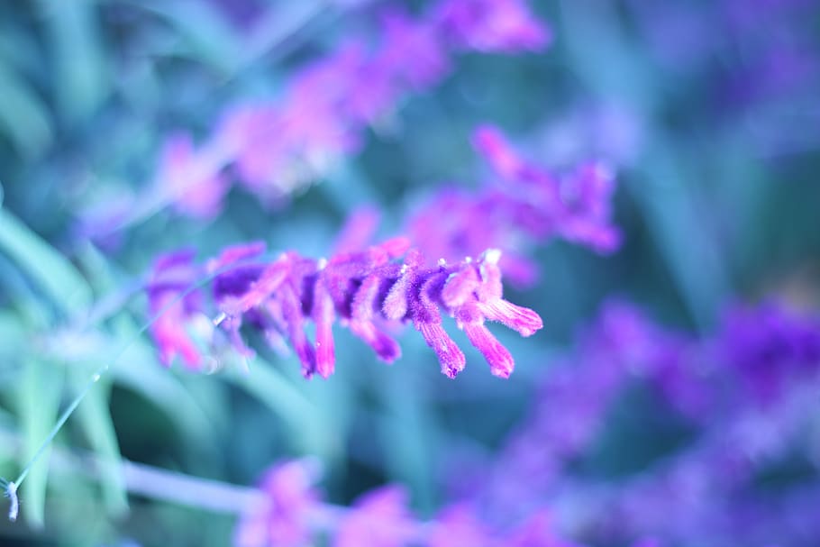 pretty, purple, flower, growth, flowering plant, beauty in nature HD wallpaper