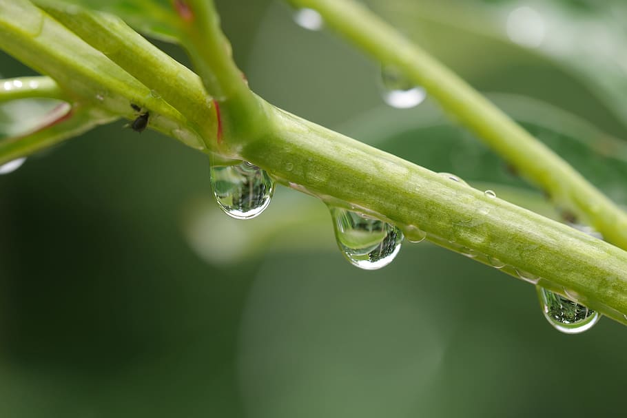 Green, Water, Water, Drop, Water Drop, Nature, garden, plant HD wallpaper