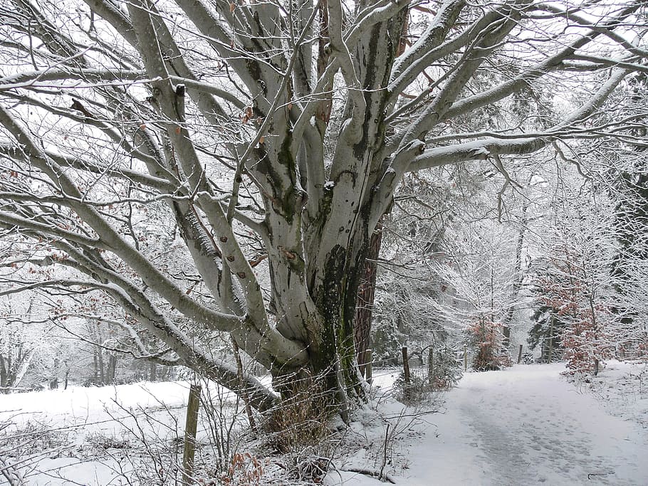 leafless trees covered with snow, Winter, Cold, Snowy, White HD wallpaper