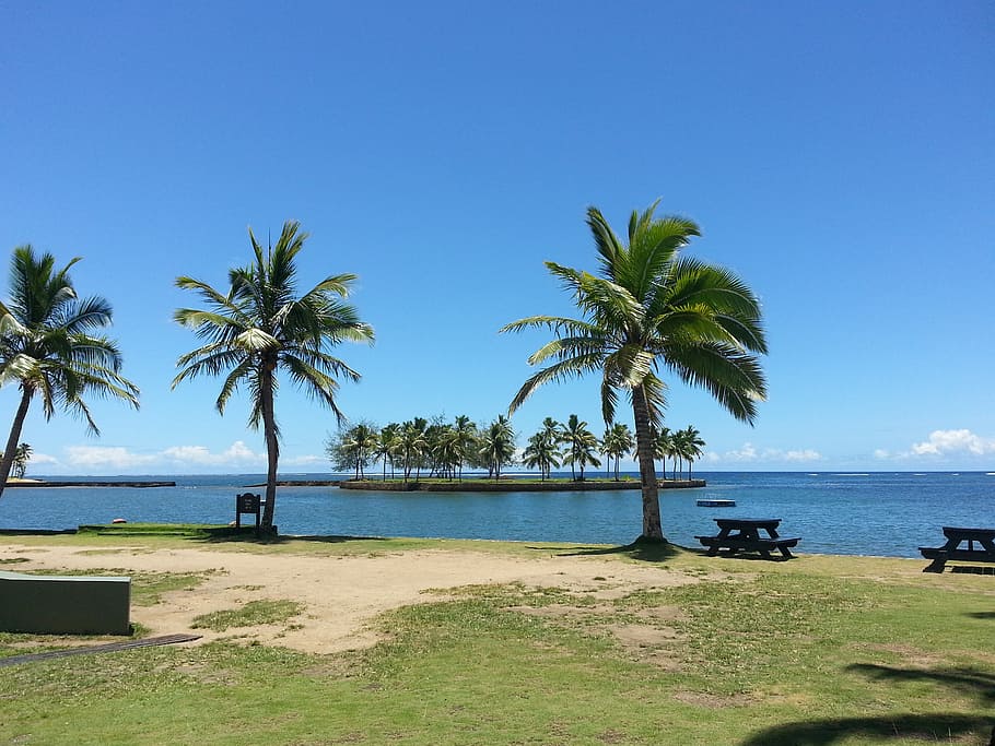 palm trees near body of water, fiji, beach, recreation area, sky