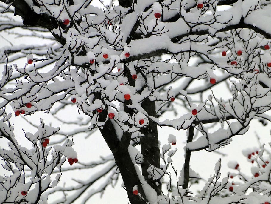 snow, winter, bush, wintry, white, berry red, tree, branch HD wallpaper