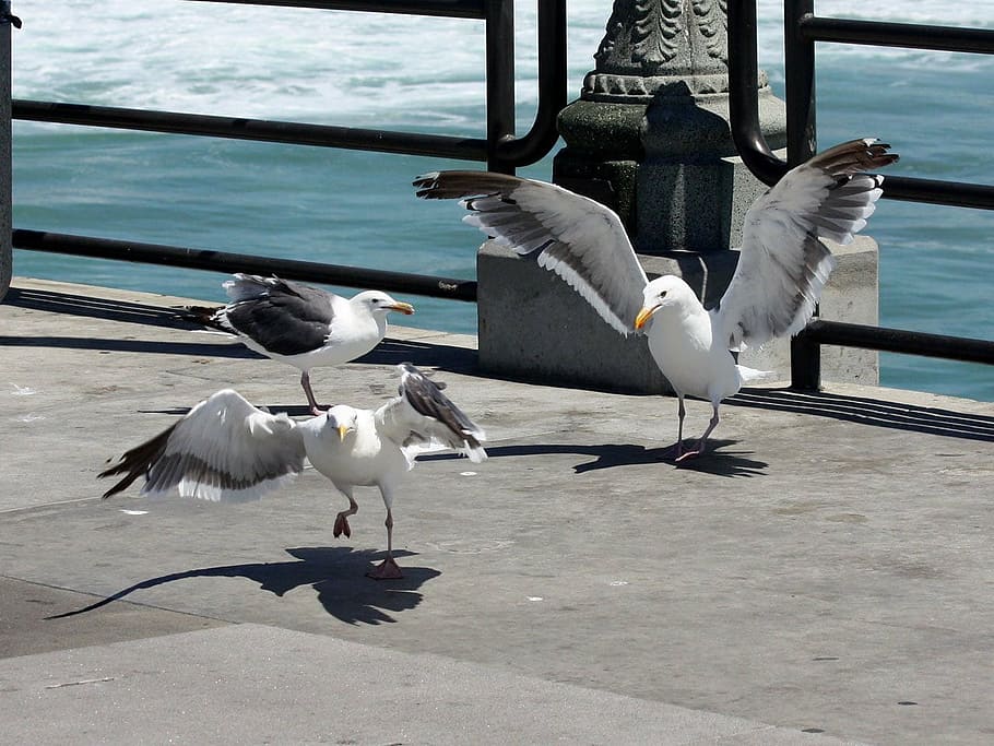 seagull, bird, nature, california, huntington, beach, animals in the wild
