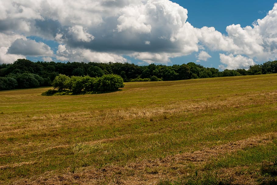 meadow, clouds, tree, nature, grass, rural Scene, outdoors HD wallpaper