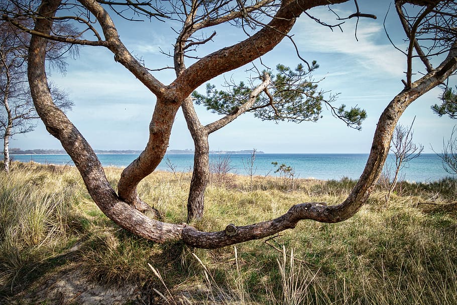 tree, nature, landscape, wood, waters, sky, travel, grass, scenic HD wallpaper