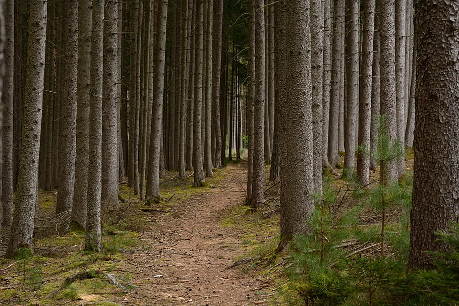 photo of forest during daytime, recovery, away, path, nature HD wallpaper
