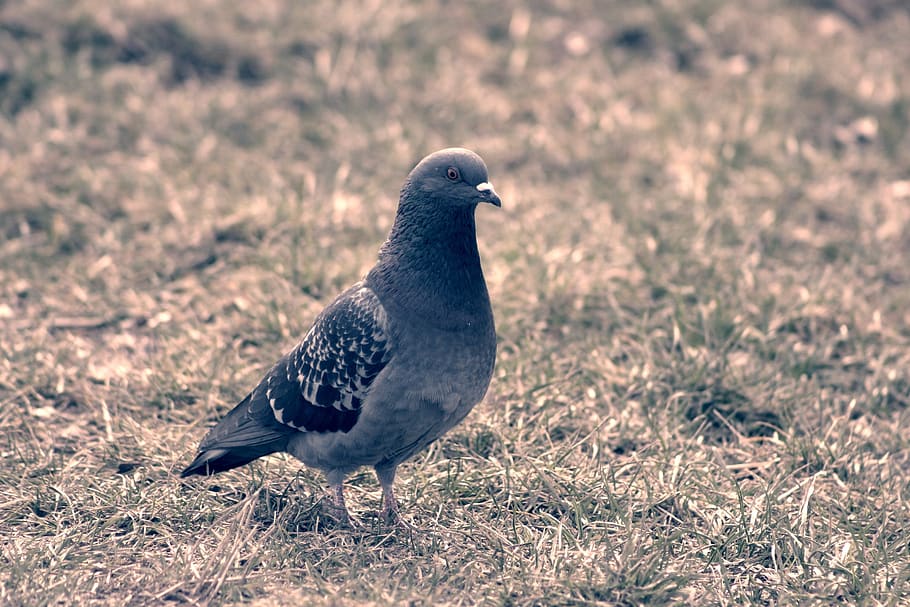 caught, bird, how, they, animal themes, vertebrate, animal wildlife HD wallpaper