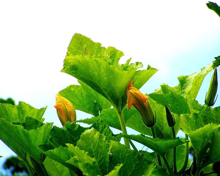 Pumpkin, Flower, Buds, Yellow, flower buds, leaf, nature, green Color HD wallpaper