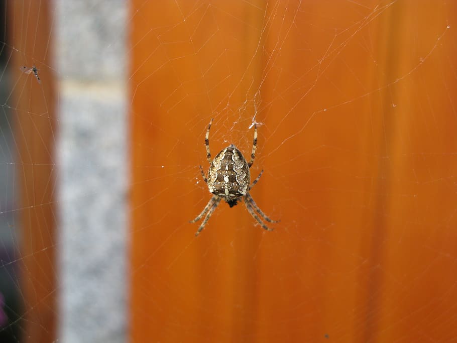 spider, aranéides, canvas, animal themes, arachnid, invertebrate HD wallpaper