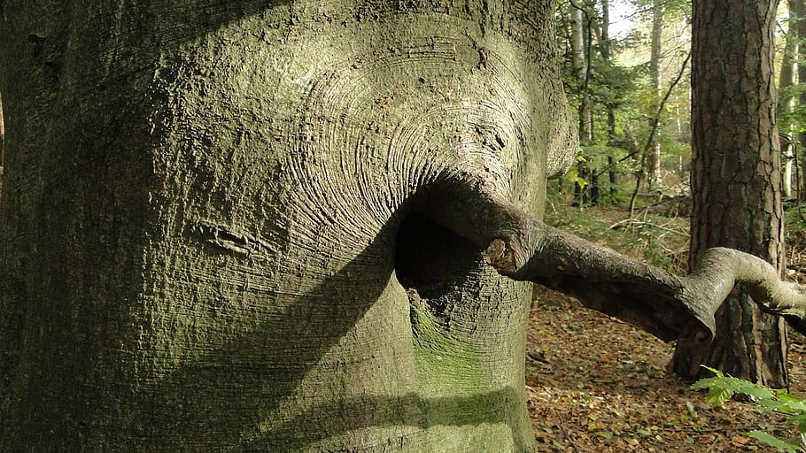 tree trunk, forest, branch, plant, nature, day, no people, land HD wallpaper