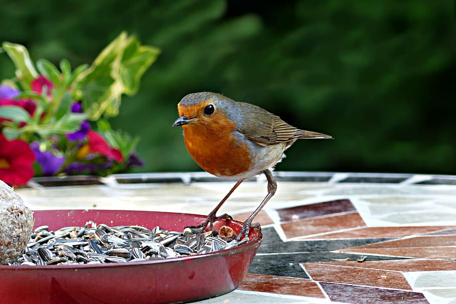 perched bird on bowl, animal, robin, erithacus rubecula, songbird HD wallpaper