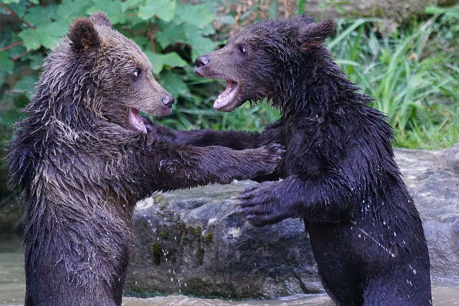 two black bears photography, predator, teddy, mammals, dangerous HD wallpaper
