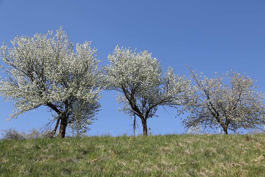 cherry trees, spring, flower, plant, beauty in nature, sky HD wallpaper