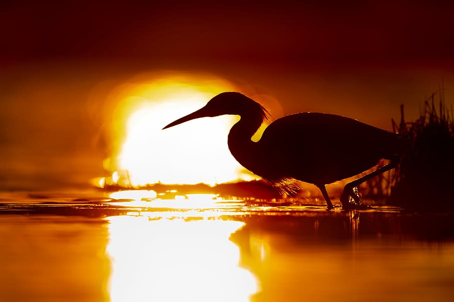 silhouette of flamingo during sunset, swan on body of water during sunset HD wallpaper
