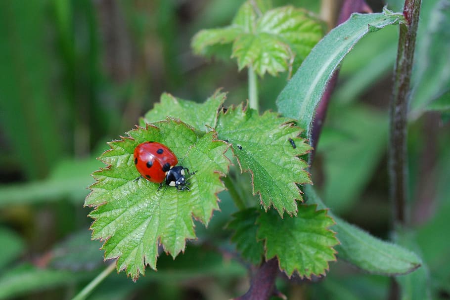insects, ladybug, nature, beetle, animal wildlife, invertebrate HD wallpaper