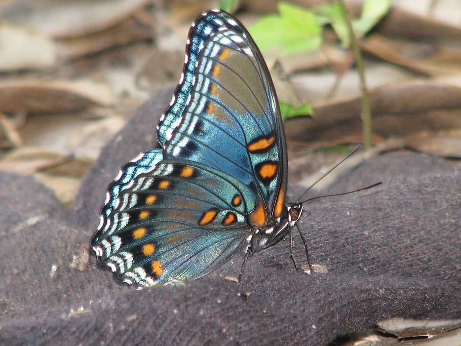 brown, blue, and black butterfly, insect, bug, spring, pattern HD wallpaper