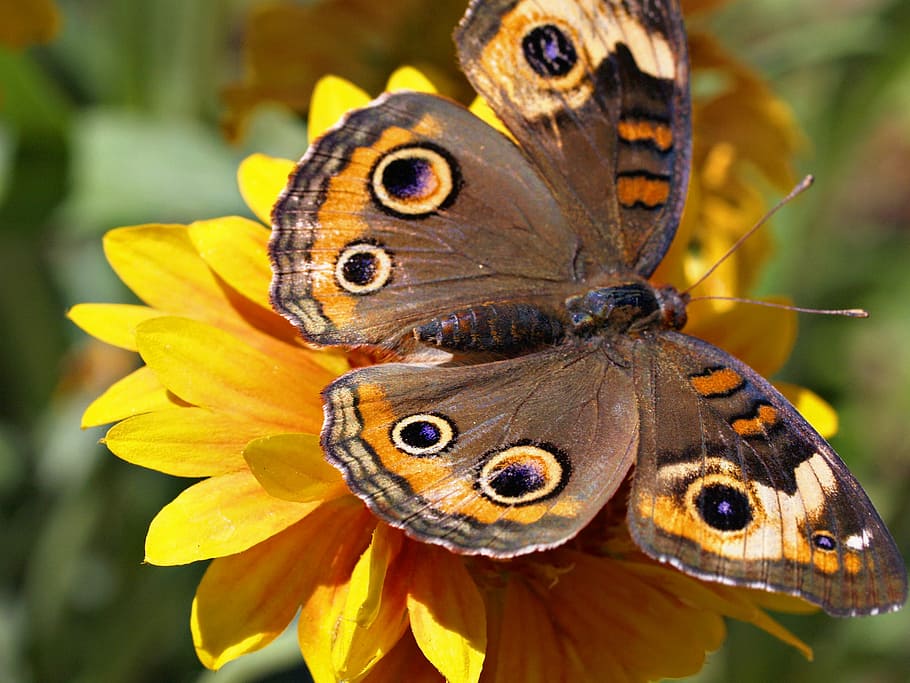 Butterfly, Insect, Macro, Flower, Yellow, nature, close-up HD wallpaper