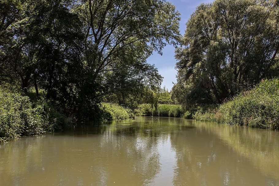 danube, slovakia, nature, river, bratislava, trees, plant, water HD wallpaper