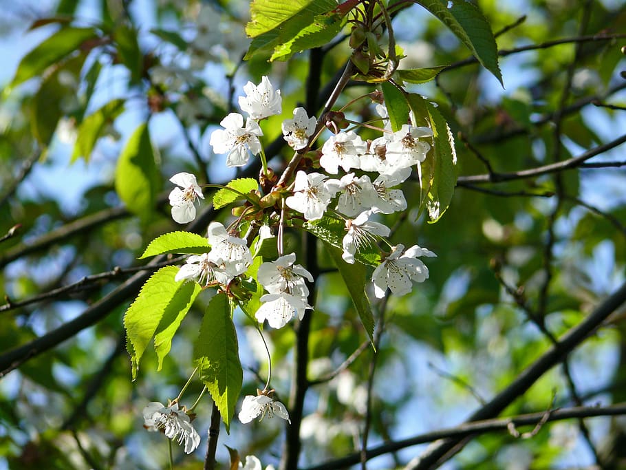 cherry blossoms, tree, flowering trees, spring, nature, close HD wallpaper