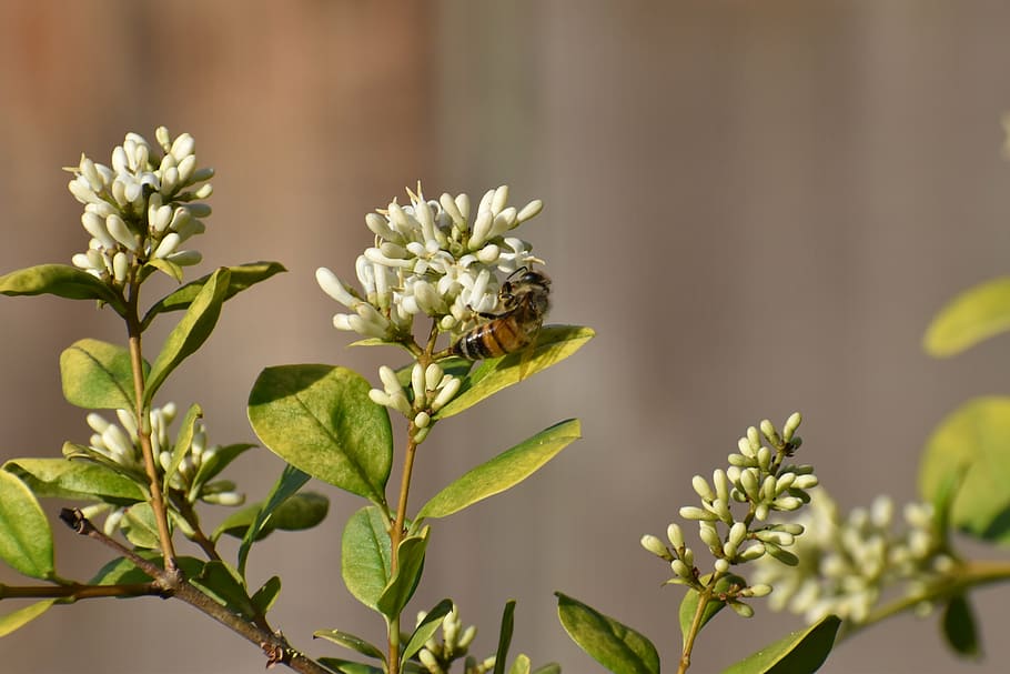 flower, honeybee, pollinate, pollination, flowering plant, beauty in nature HD wallpaper