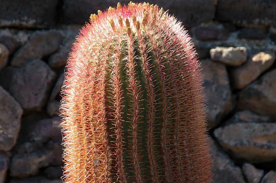 lanzarote, cactus, orange, red, thorns, quills, canary, plant HD wallpaper