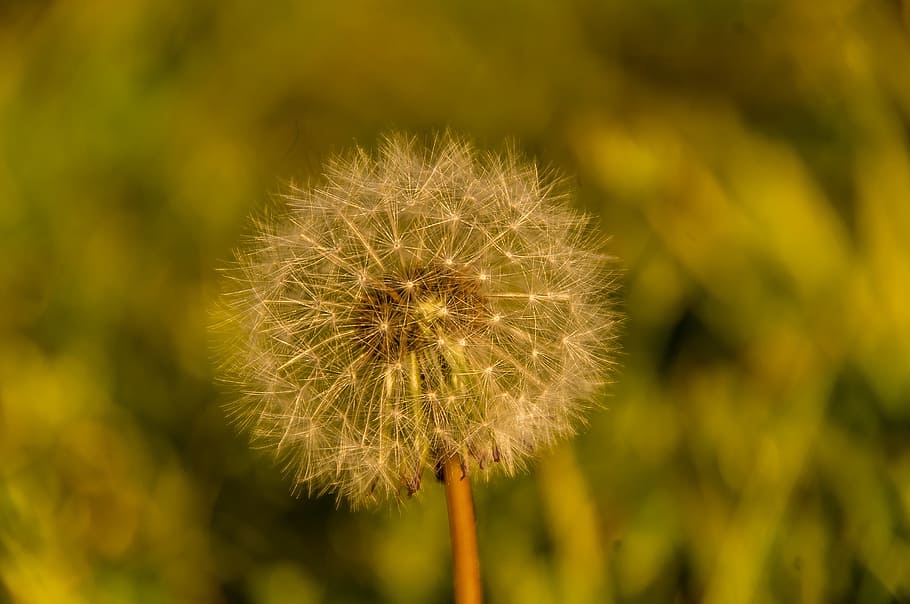 Seed, Head, Seeds, Weed, Dandelion, seed head, feathery, delicate HD wallpaper