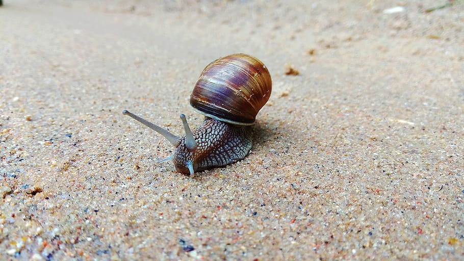 nature, animals, snail, animal wildlife, animal themes, one animal HD wallpaper