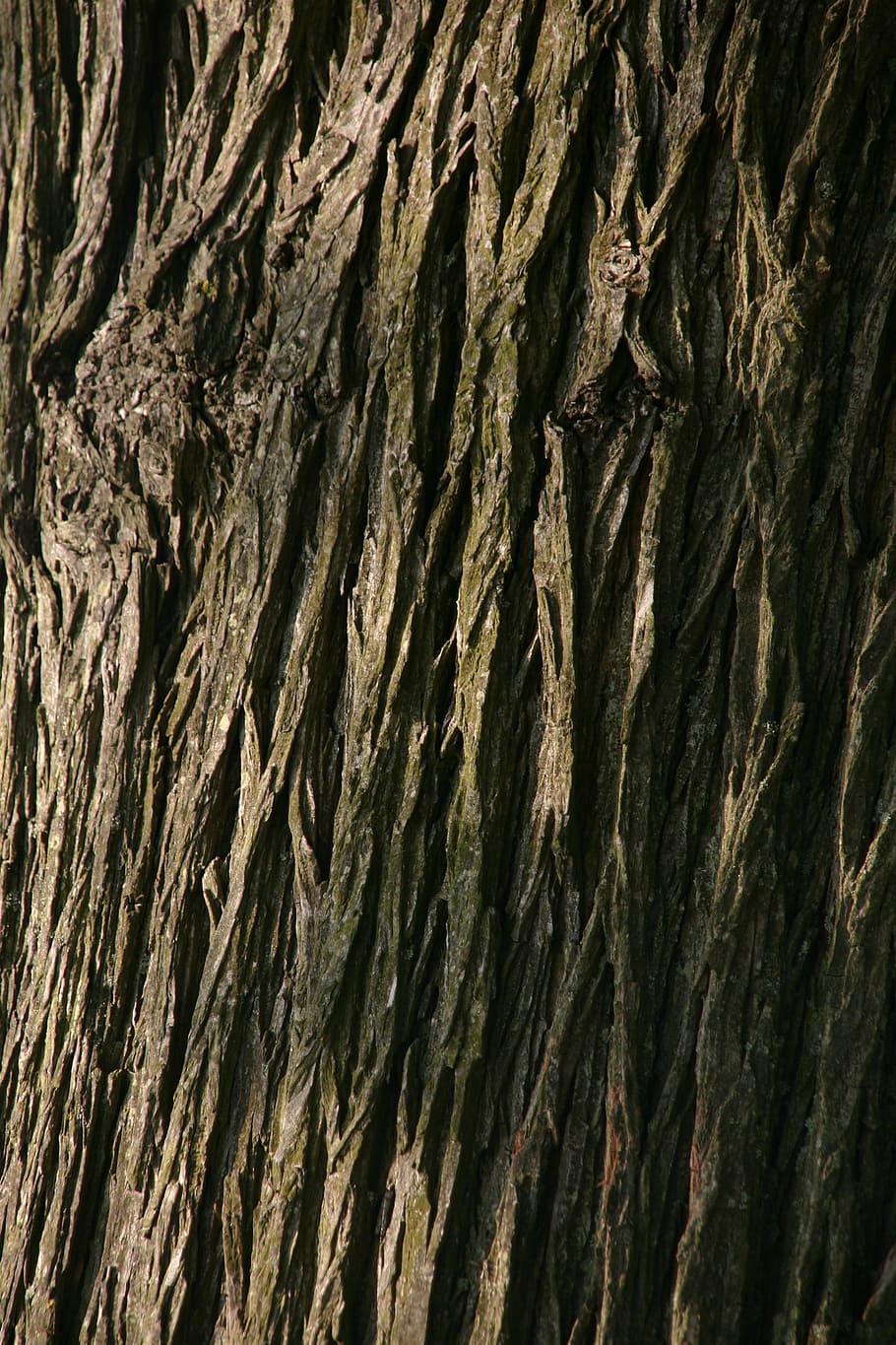 background, tree, macro, strong, solid, backdrop, nature, design HD wallpaper