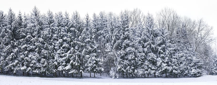 snow-covered pine trees, christmas, frost, winter, cold, frozen