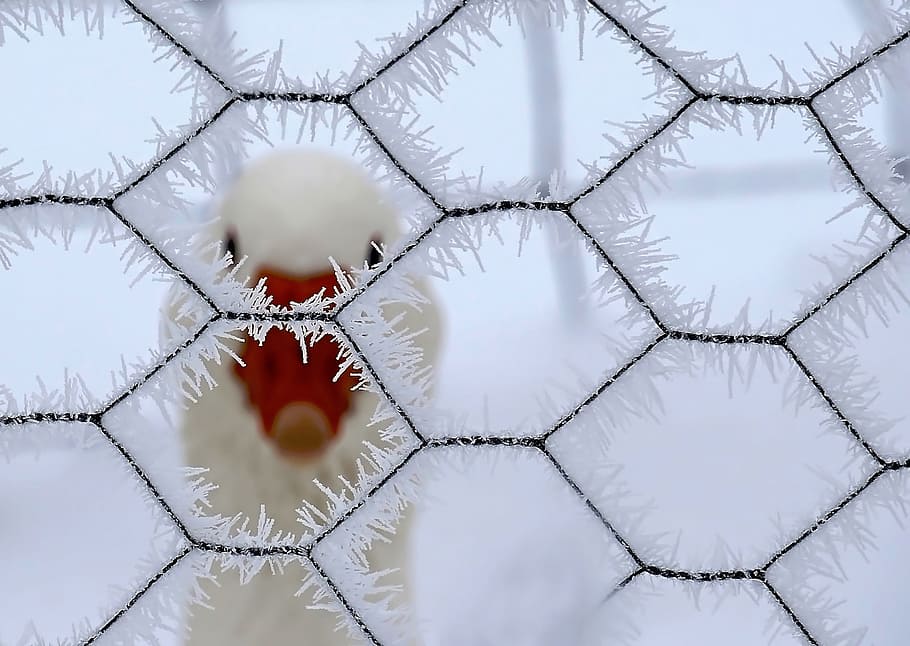 nature, animals, winter, snow, geometry, hexagon, duck, wire HD wallpaper