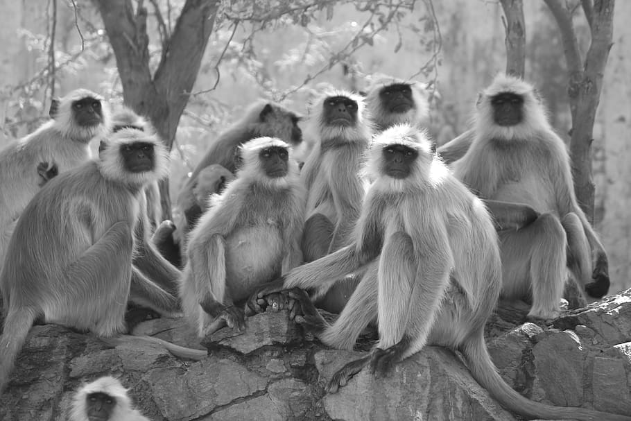 Grayscale Photo of Gray Langur Sitting Next to Trees, animal photography, HD wallpaper