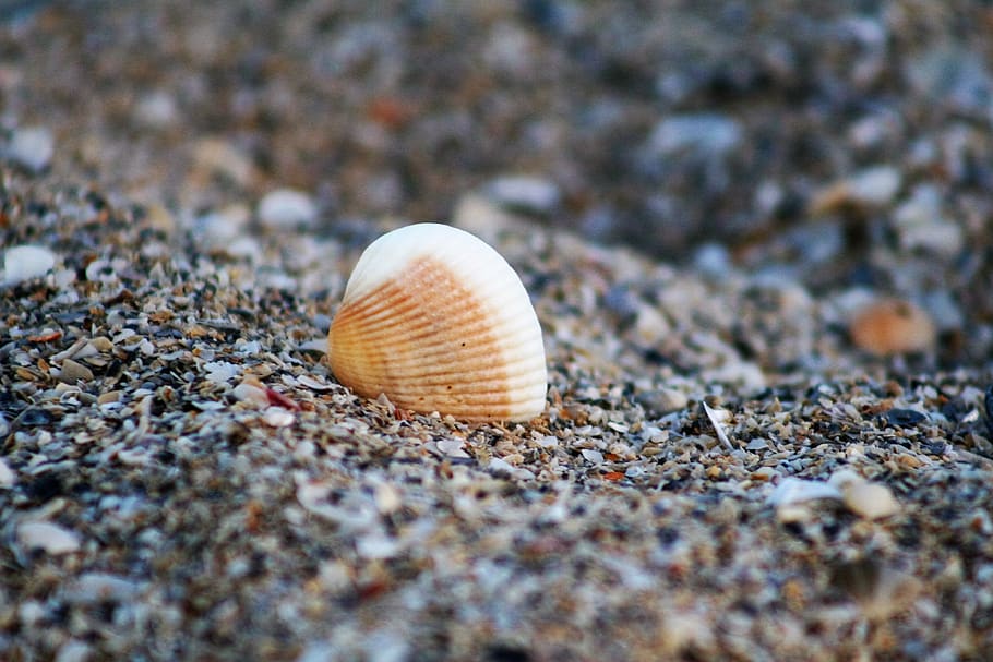 shell, sea shell, beach, ocean, animal shell, animal wildlife HD wallpaper