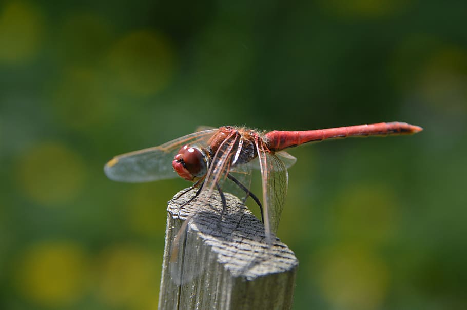 red, dragonfly, macro, nature, insects, wings, bug, wildlife HD wallpaper