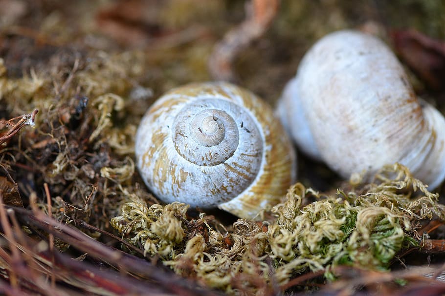 shell, empty snail shell, leave, moss, nature, close, animal HD wallpaper