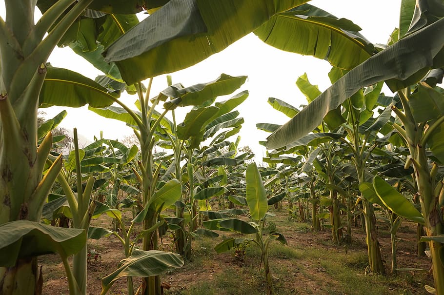 banana plant field, thailand, asia, southeast asia, travel, traveling