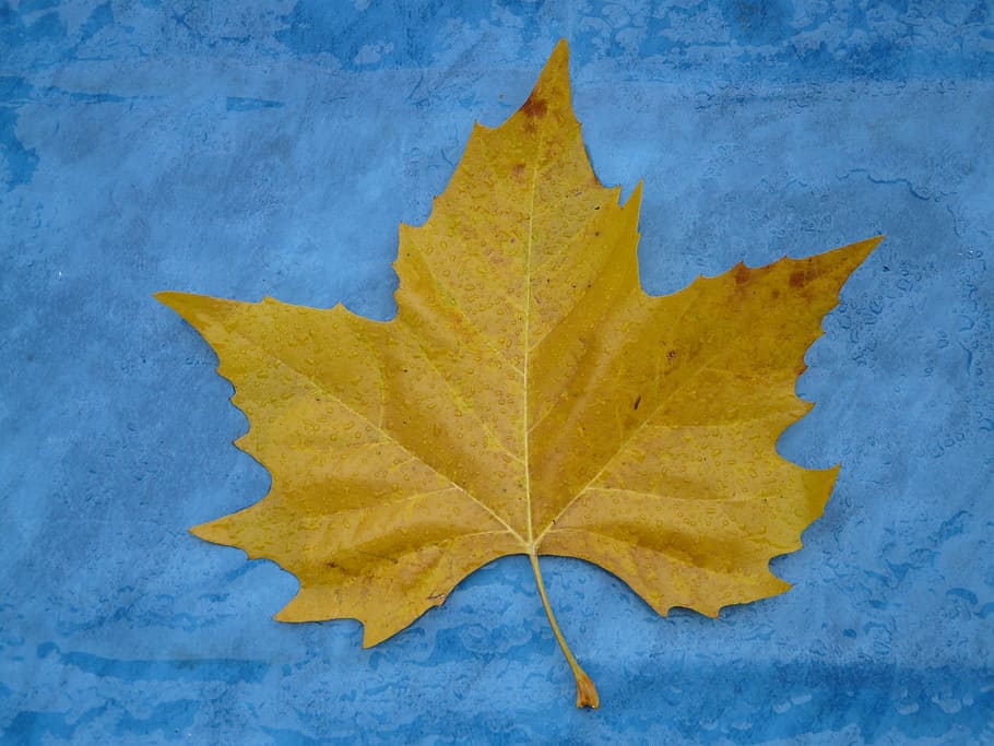 Maple Leaf, Edge, Jagged, Yellow, fall color, poplar leaf, leaves HD wallpaper