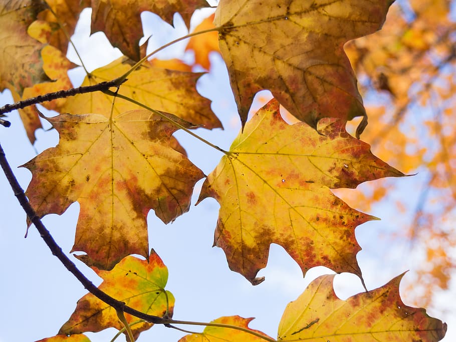 leaves, maple leaf, fall, autumn, nature, outdoors, trees, branches HD wallpaper