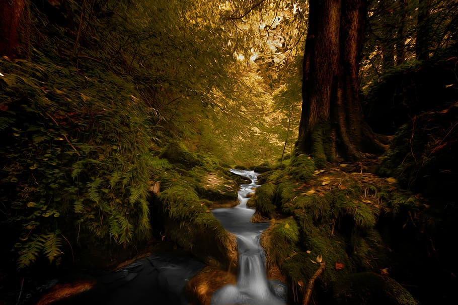 body of water between trees, time-lapse photo of river between trees HD wallpaper