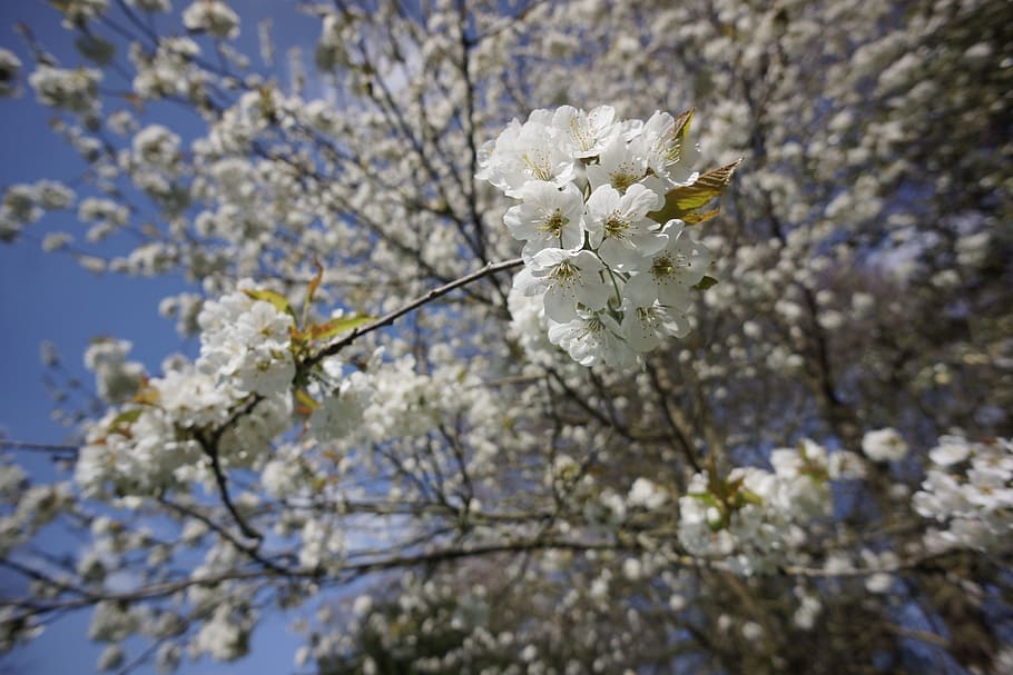cherry, blossom, white, cherry blossom, tree, flowering tree HD wallpaper