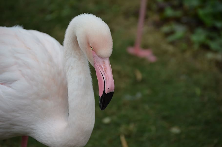 Flamingo, Bird, Nature, Exotic, Tropical, wild, pink, wildlife HD wallpaper