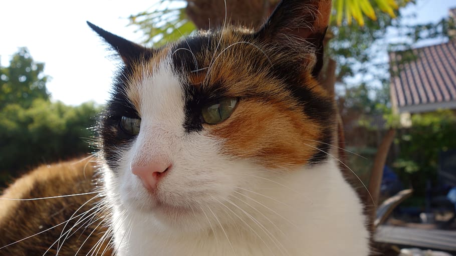 cat, cats, lapjeskat, cat face, pet, sweet, one animal, animal themes HD wallpaper