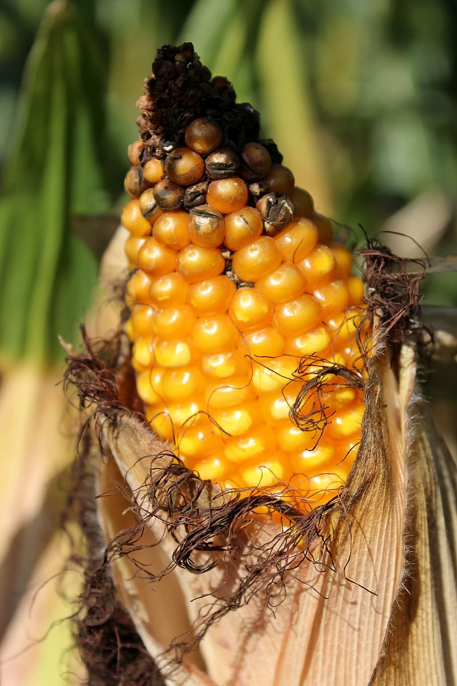 corn, corn on the cob, cornfield, piston, yellow, vegetables HD wallpaper
