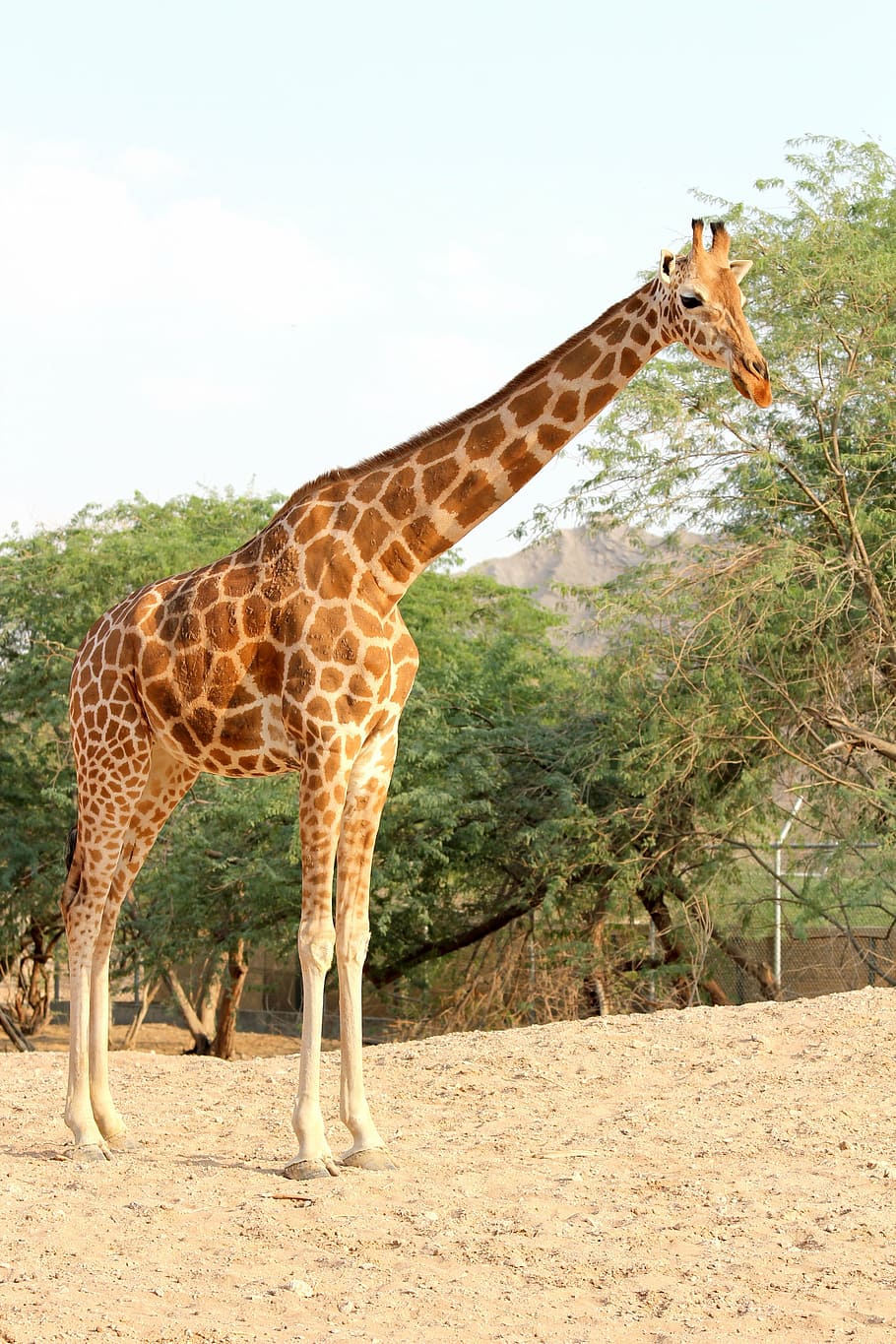 giraffe, zoo, park, grass, grassland, long, neck, safari, wildlife HD wallpaper