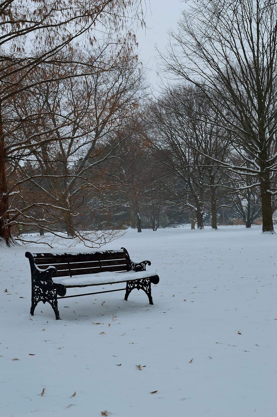 bench, winter, season, seat, cold, snow, outdoor, frost, weather HD wallpaper
