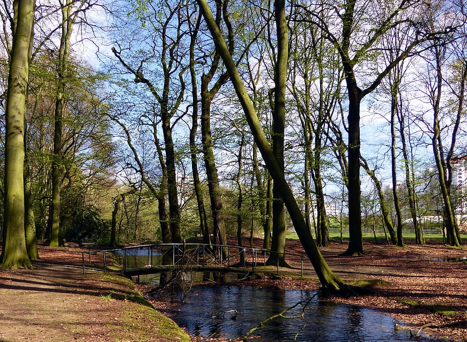 creek, spring, water, bridge forest, waters, nature, scenic HD wallpaper