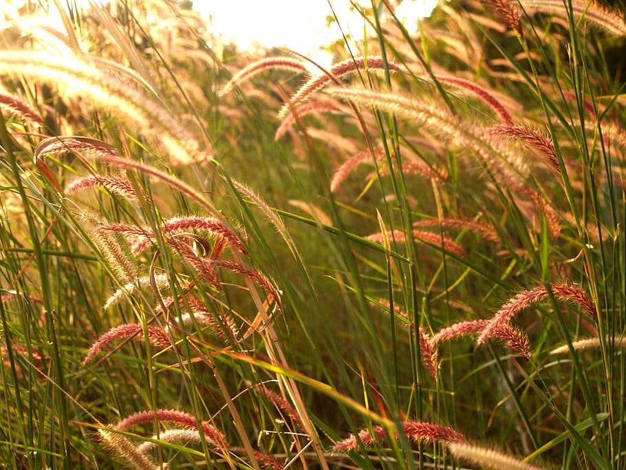light, field, flowers, summer, background, beautiful, bloom, blossom HD wallpaper