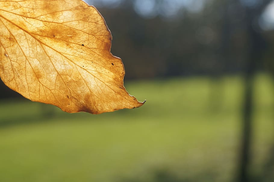 leaf, leaves, autumn, fall foliage, leaves in the autumn, back light HD wallpaper