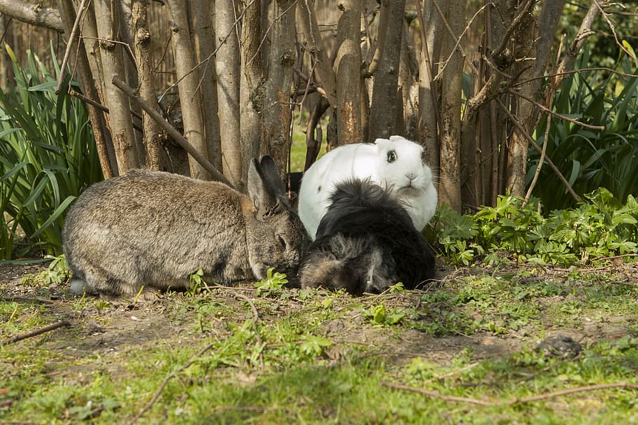 rabbit, bunny, spring, garden, pet, animal themes, mammal, animal wildlife HD wallpaper