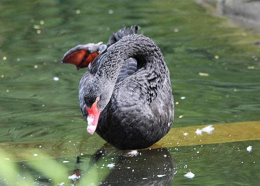 Mourning Swan, Cygnus Atratus, black swan, species, genus, swans