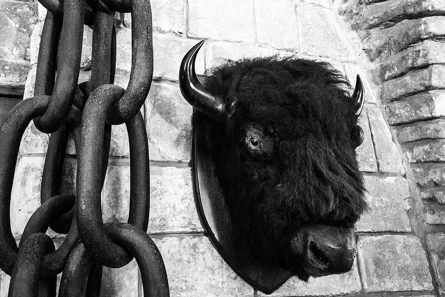 bison, stuffed animal, castle, chains, buffalo, head, taxidermy HD wallpaper